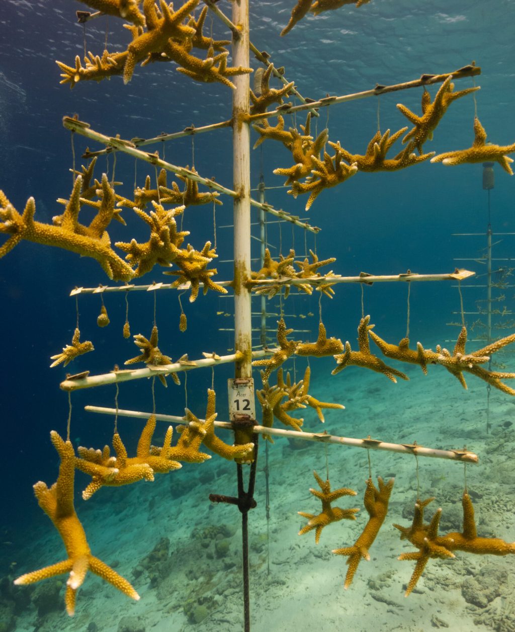 Vertical image of a coral restoration project underwater in the Caribbean Sea off the island of Bonaire in the Netherlands Antilles